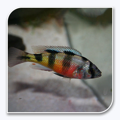 African Cichlid | Obiquidens