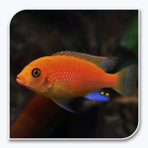 African Cichlid | Red Zebra Cichlid