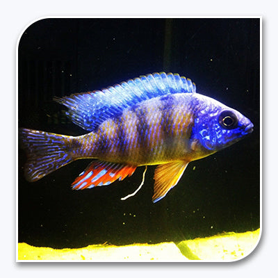 African Cichlid | Taiwan Reef Cichlid