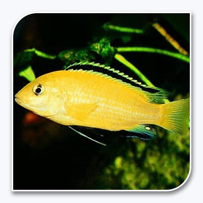 Yellow Labidochromis - African Cichlid Fish For Sale | Wholesale