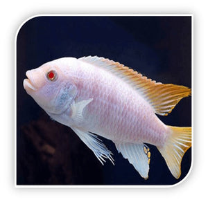 African Cichlid | Albino Ice Blue Zebra