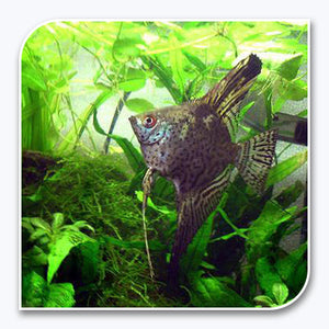 Angelfish Leopard Angel Aquarium Fish Wholesale Tri County