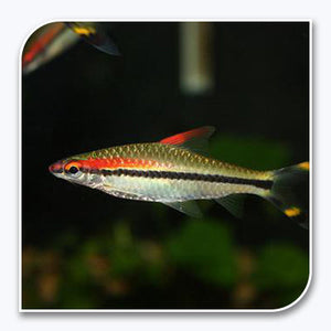 Barb | Red Line Torpedo Barb