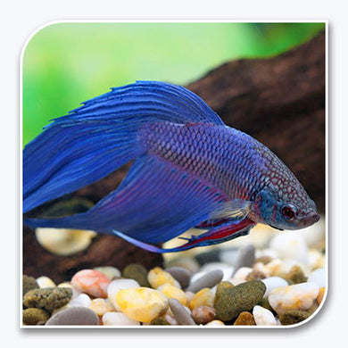 Bettas | Blue Betta