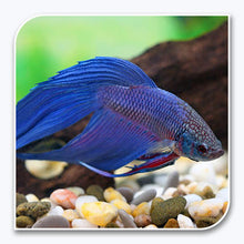 Bettas | Blue or Red Betta (Our Pick)