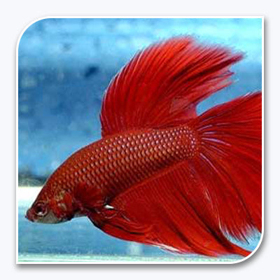 Bettas | Blue or Red Betta (Our Pick)