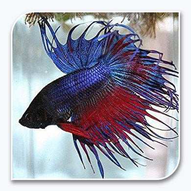 Bettas | Crown Tail Betta (Multi-Colored)