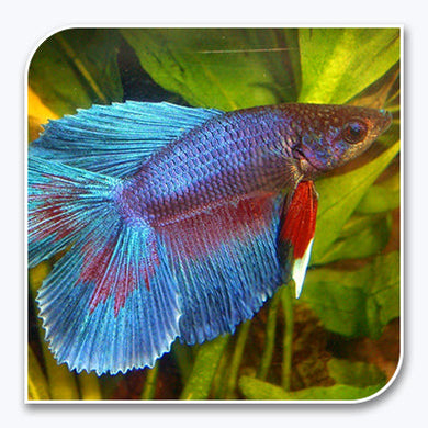 Bettas | Double Tail Betta (Multi-Colored)