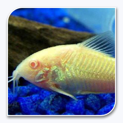 Catfish | Albino Cory Catfish