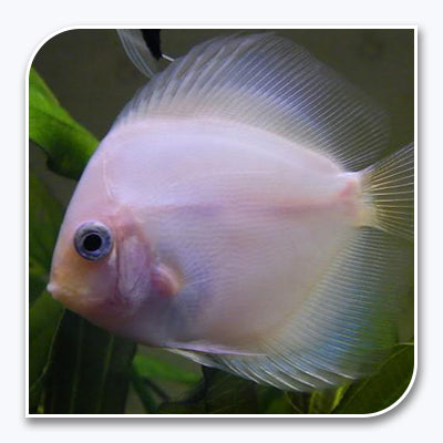 Discus | Ghost Discus