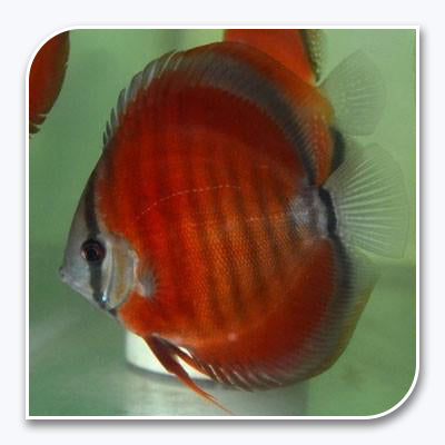 Discus | Rose Red Discus