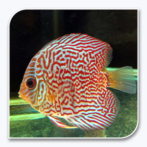 Discus | Snake Skin Discus