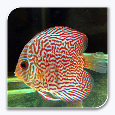 Discus | Snake Skin Discus