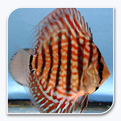 Discus | Super Red Turquoise Discus