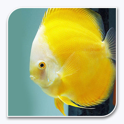 Discus | Yellow Golden Discus