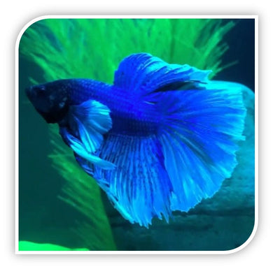 Bettas | Elephant Ear Betta (Assorted Colors - Our Pick)
