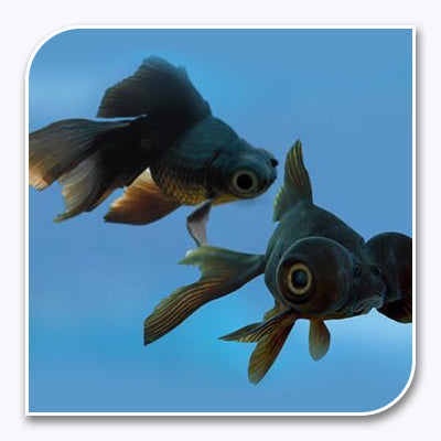 Aquarium Fish for Sale Goldfish for Sale Wholesale – Tri