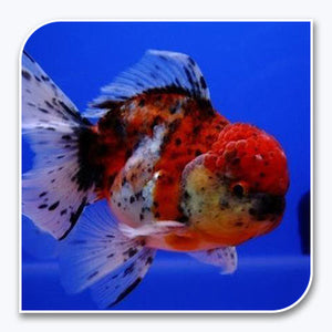 thumbnail interactive-video image 1 of Calico Oranda Goldfish – 2.0-2.5 Inch – Pack Of 4 Live Fish – Free Shipping 1 of 3