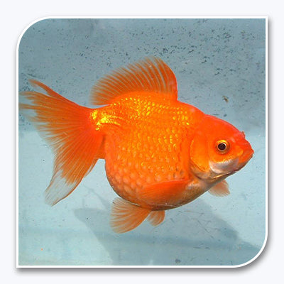 Goldfish | Red Pearlscale