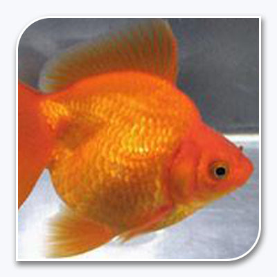 Goldfish | Red Ryukin