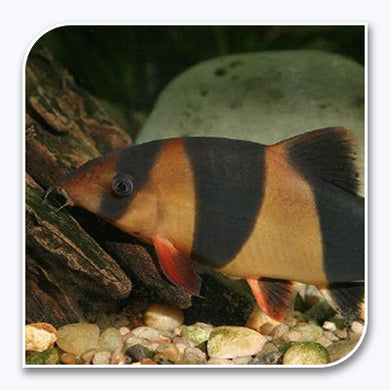 Loaches | Clown Loach