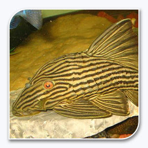 Plecostomus | Royal Pleco