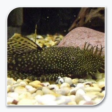 Plecostomus | Bushynose Pleco