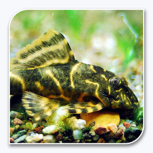 Plecostomus | Clown Pleco