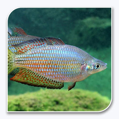 Rainbow Fish | Australian Rainbow