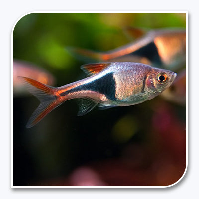 Rasbora | Harlequin Rasbora