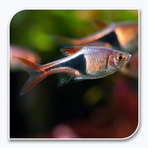 Harlequin Rasbora Quality Freshwater Aquarium Fish Wholesale
