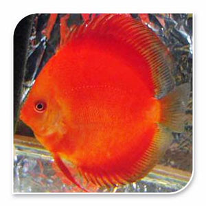 Discus | Tangerine Discus