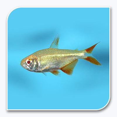 Tetras | Albino Buenos Aires Tetra