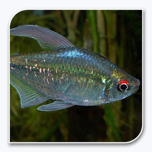 Tetras | Diamond Tetra