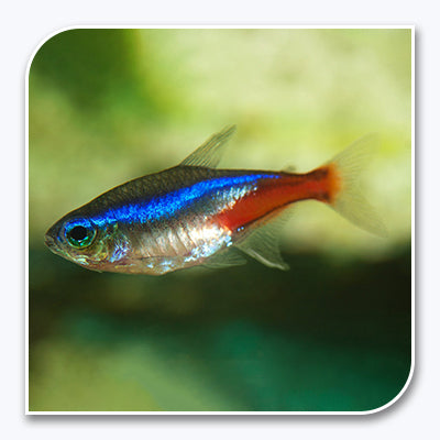 Tetras | Neon Tetra (Jumbo)