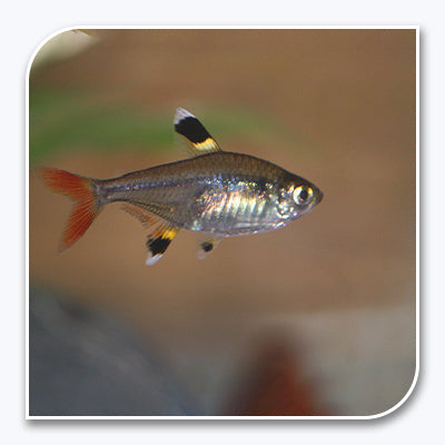 Tetras | Pristella Tetra