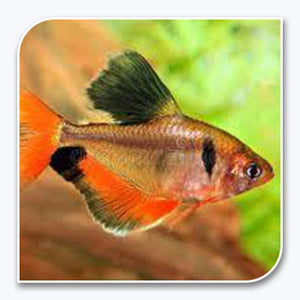 Tetras | Serpae High-Fin Tetra